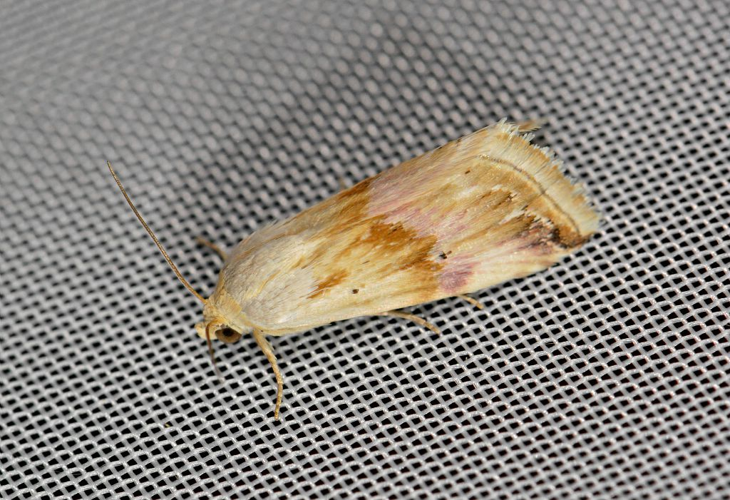 Eublemma ostrina &copy; Jean Raillot