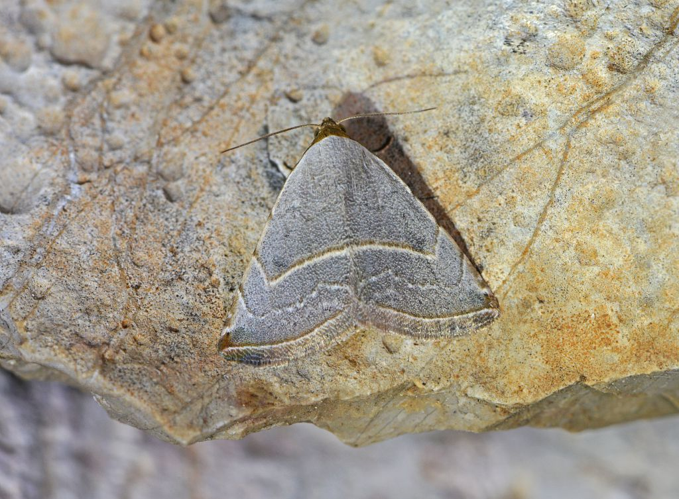 Eublemma polygramma &copy; Jean Raillot