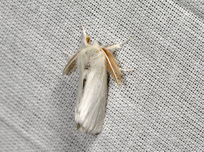 Euproctis chrysorrhoea &copy; Jean Raillot