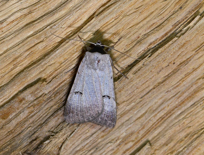 Lygephila viciae &copy; Jean Raillot