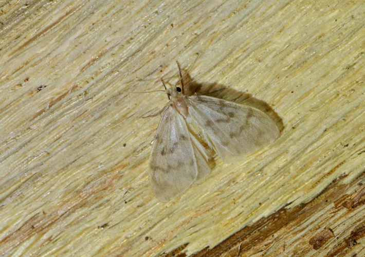 Nudaria mundana &copy; Jean Raillot