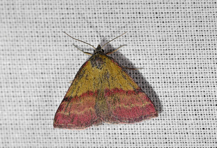 Phytometra viridaria  &copy; Jean Raillot