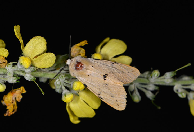 Spilarctia lutea &copy; Jean Raillot