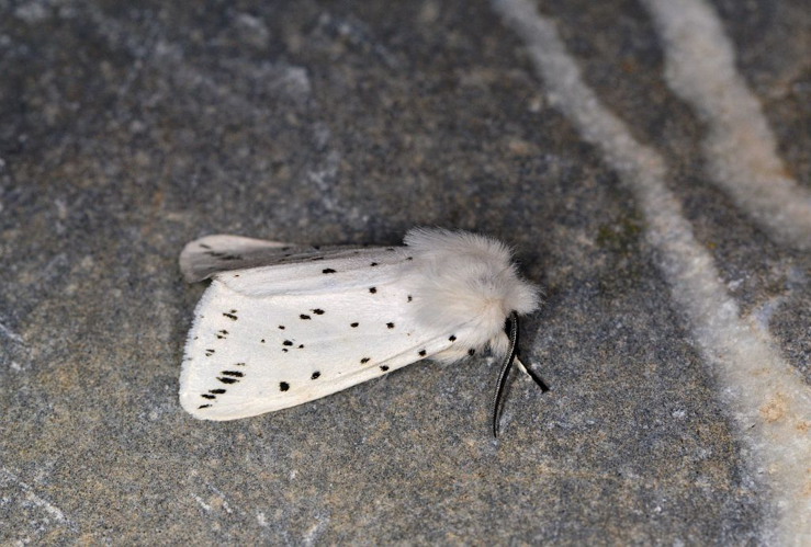 Spilosoma lubricipeda &copy; Jean Raillot