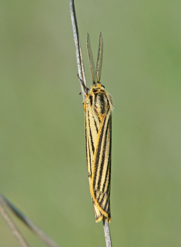 Spiris striata &copy; Jean Raillot