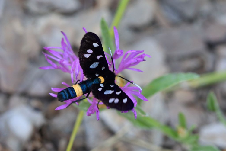 Syntomis phegea &copy; Marc Corail