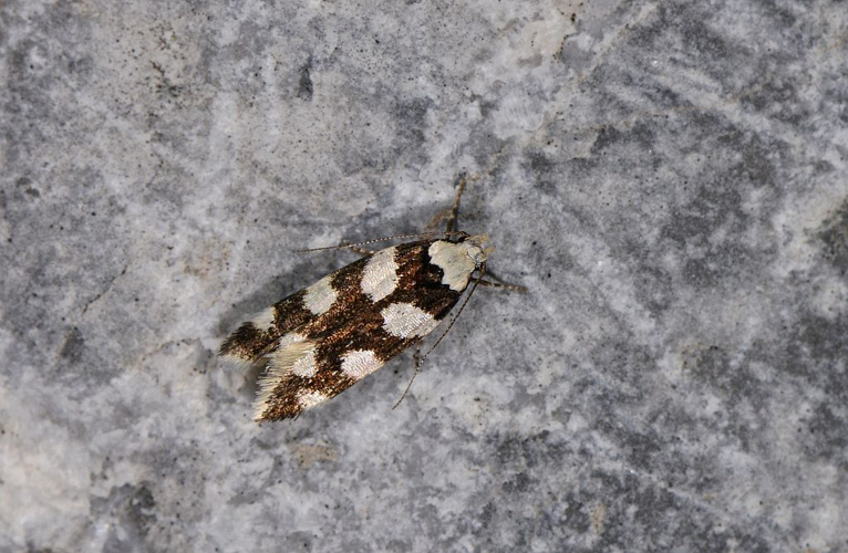 Pseudotelphusa tessella &copy; Jean Raillot