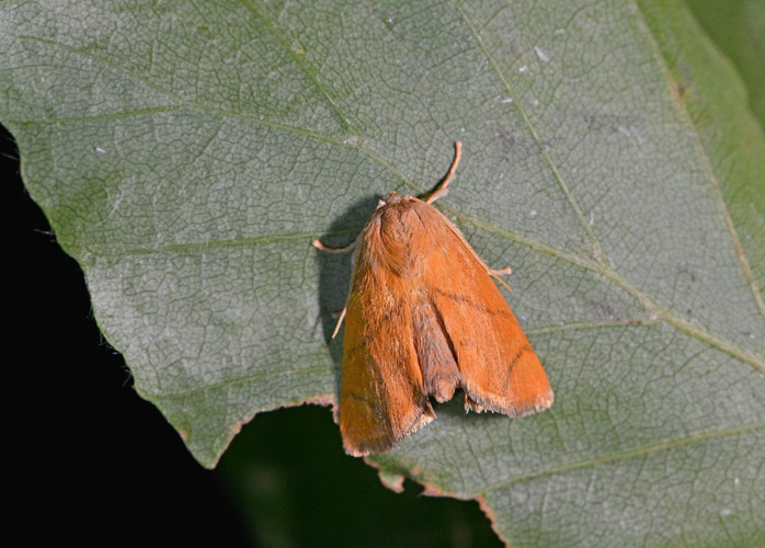 Apoda limacodes &copy; Jean Raillot