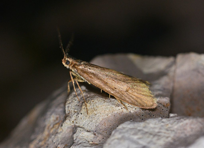 Diurnea lipsiella &copy; Jean Raillot