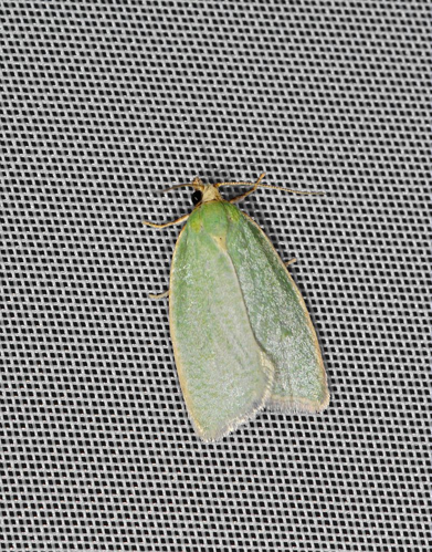 Earias clorana &copy; Jean Raillot