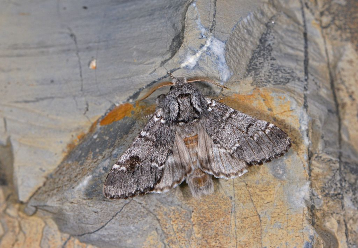 Drymonia ruficornis &copy; Jean Raillot