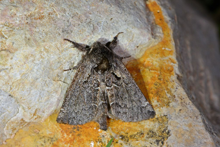 Rhegmatophila alpina &copy; Jean Raillot