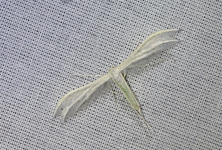 Pterophorus pentadactylus &copy; Jean Raillot
