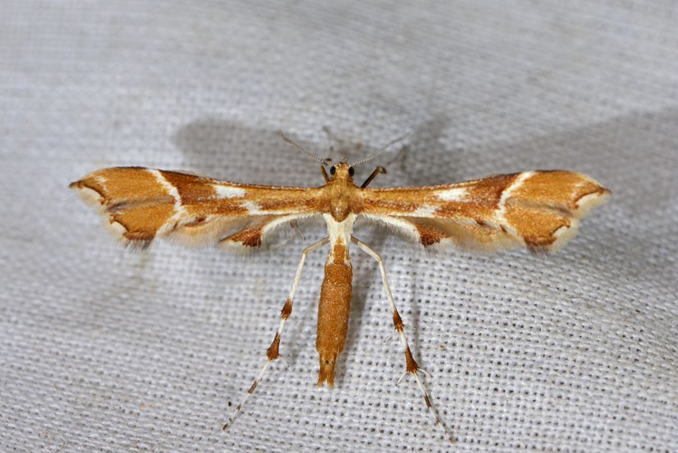 Cnaemidophorus rhododactyla &copy; Jean Raillot