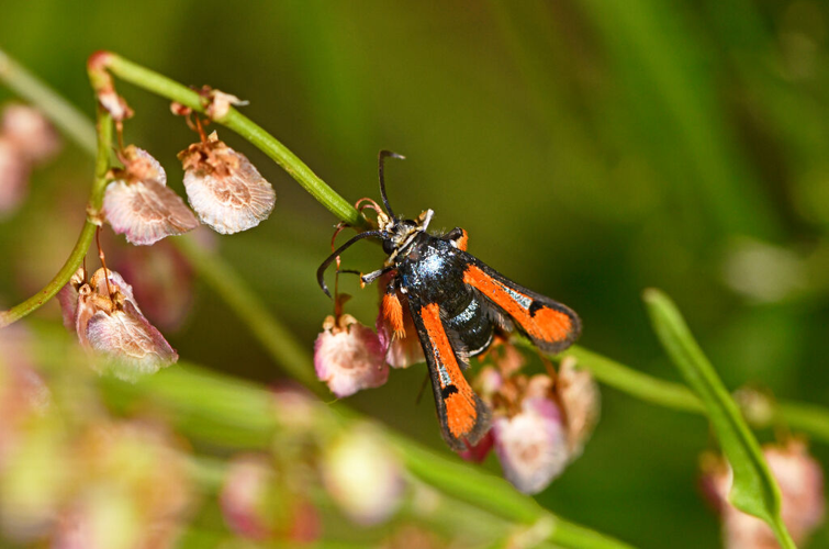 Pyropteron chrysidiforme &copy; Jean Raillot
