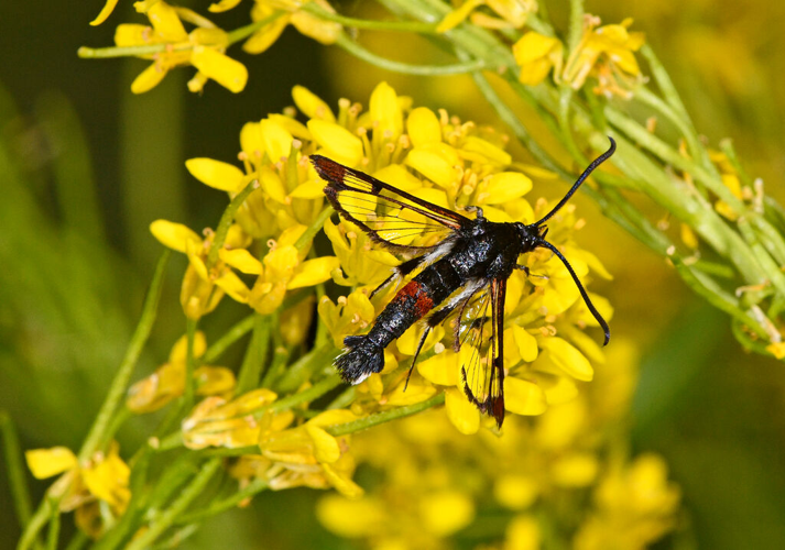Synanthedon formicaeformis &copy; Jean Raillot