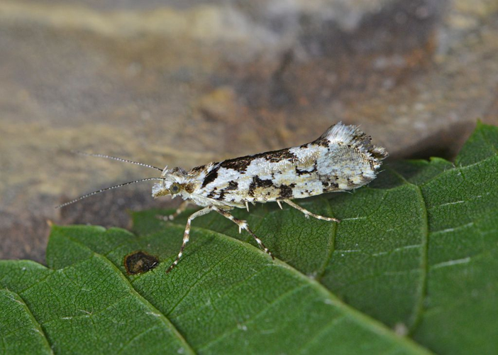 Ypsolopha sequella &copy; Jean Raillot