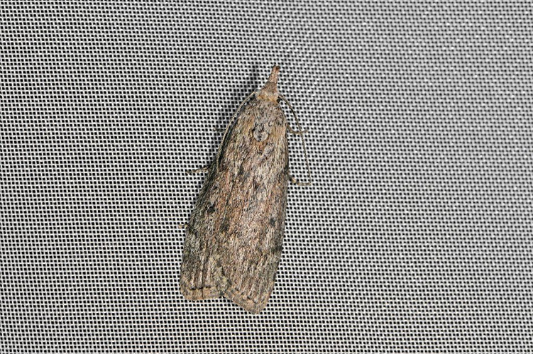 Aphomia sociella &copy; Jean Raillot