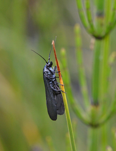 Lymphia chalybella &copy; Jean Raillot