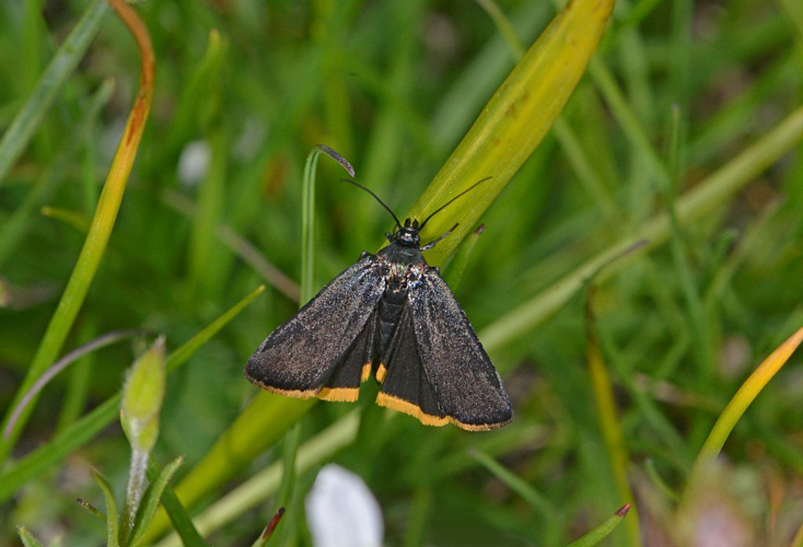 Catastia marginea &copy; Jean Raillot