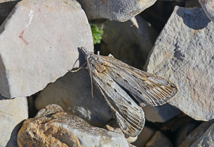 Megasis rippertella &copy; Jean Raillot
