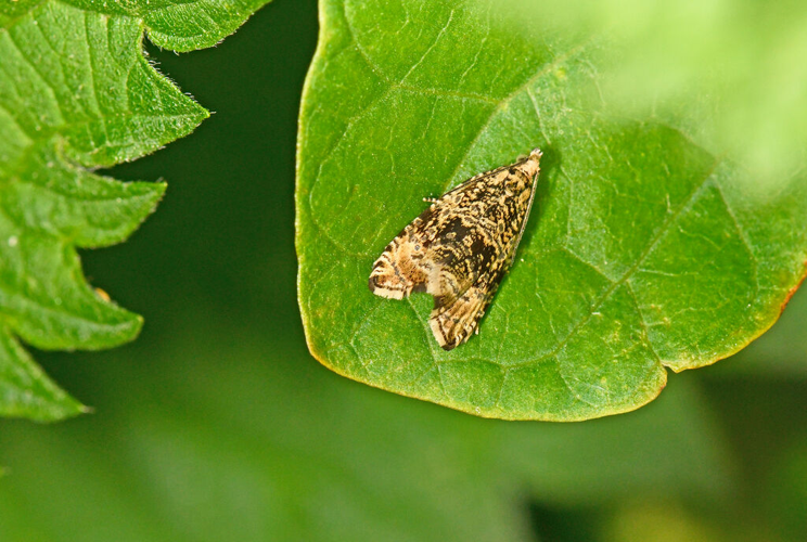 Celypha lacunana &copy; Jean Raillot