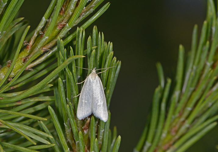 Eana argentana &copy; Jean Raillot