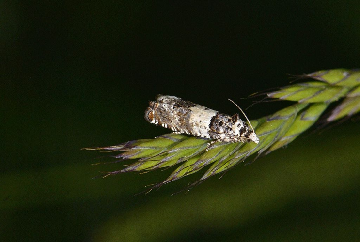 Epinotia thapsiana &copy; Jean Raillot