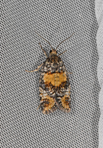 Ptycholomoides aeriferanus &copy; Jean Raillot