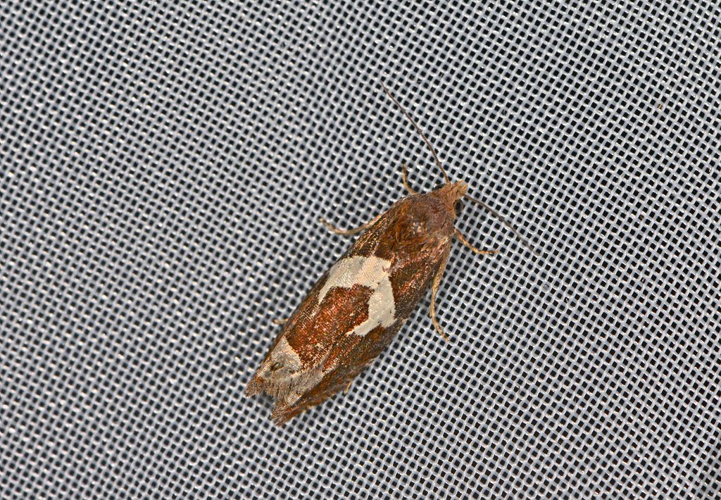 Epiblema foenella &copy; Jean Raillot