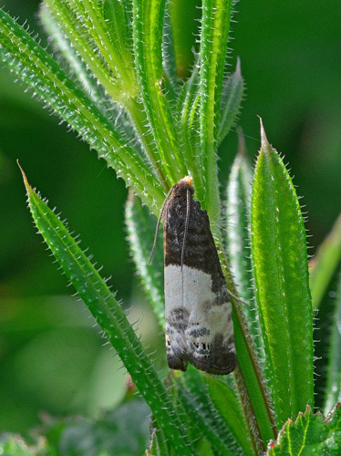Notocelia cynosbatella &copy; Jean Raillot