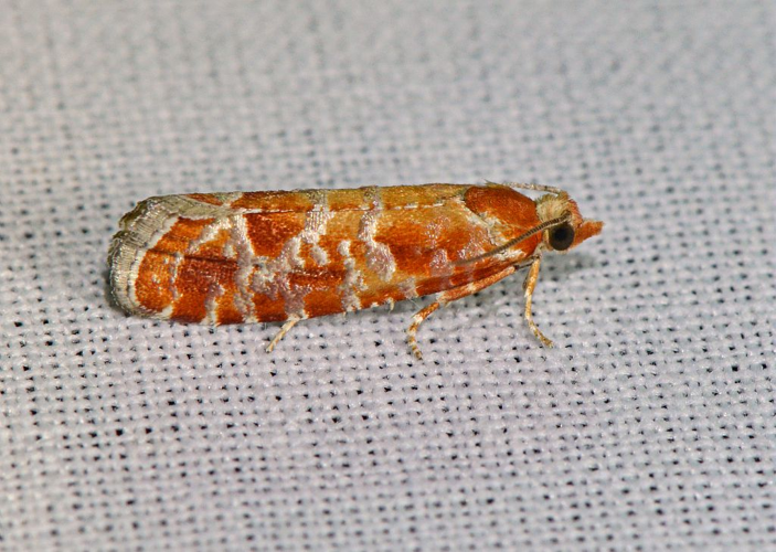 Rhyacionia pinicolana &copy; Jean Raillot