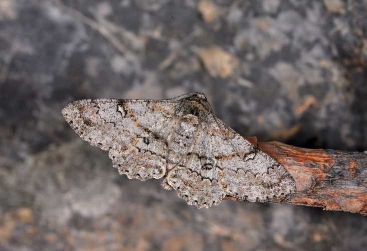 Ascotis selenaria &copy; Jeann Raillot