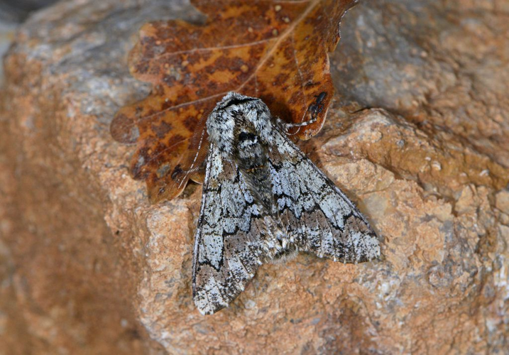 Biston strataria &copy; Jean Raillot