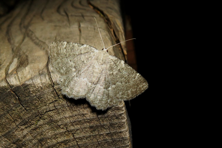 Charissa pullata &copy; Marc Corail