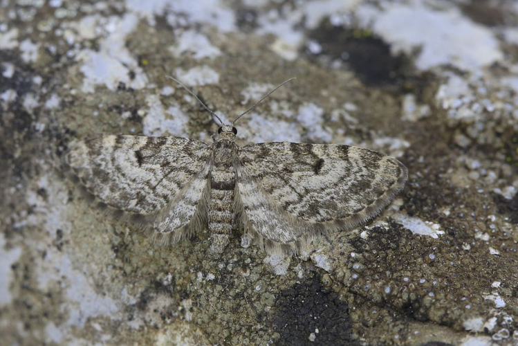 Eupithecia pusillata &copy; Jean Raillot