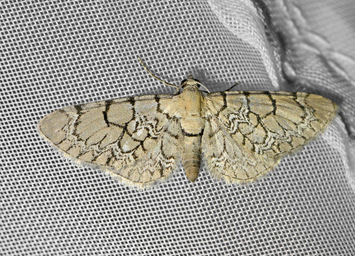 Eupithecia schiefereri &copy; Jean Raillot