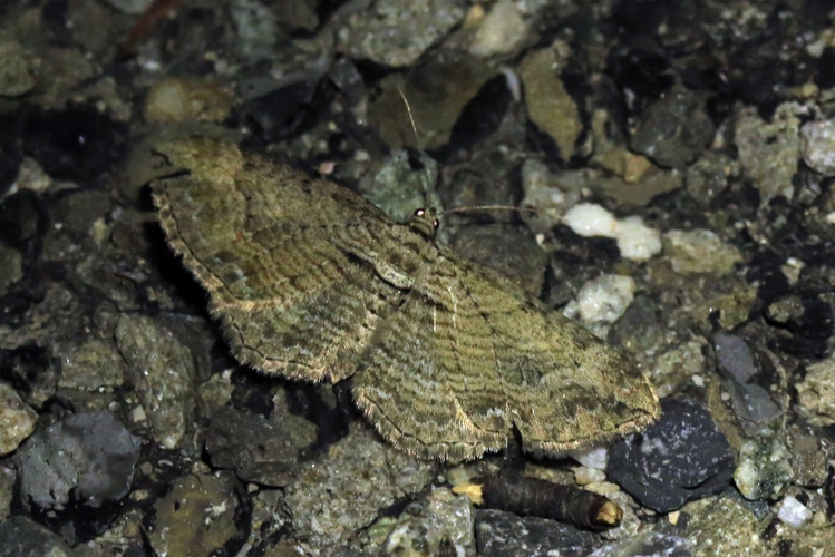 Horisme tersata &copy; Marc Corail