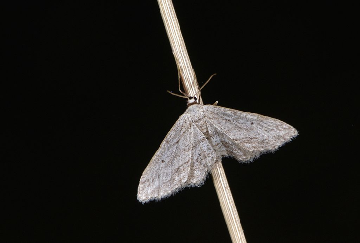 Idaea calunetaria &copy; Jean Raillot