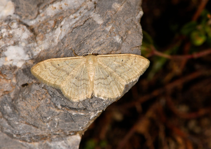 Idaea deversaria &copy; Jean Raillot
