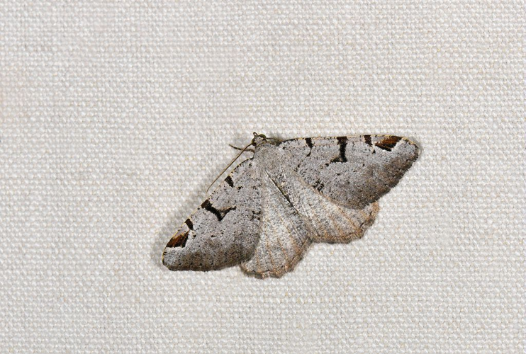 Macaria wauaria &copy; Jean Raillot