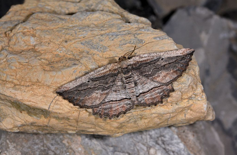 Menophra nycthemeraria &copy; Jean Raillot