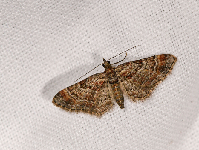 Pasiphila rectangulata &copy; Jean Raillot