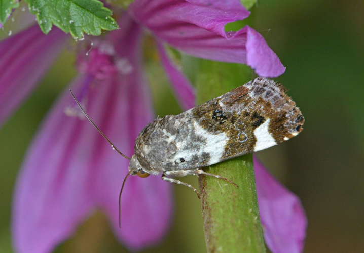 Acontia lucida &copy; Jean Raillot