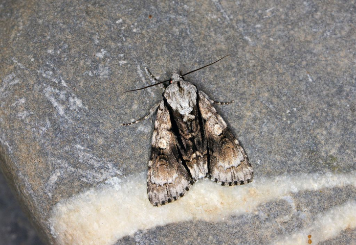 Acronicta alni &copy; Jean Raillot