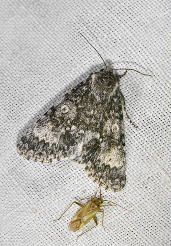 Acronicta megacephala &copy; Jean Raillot