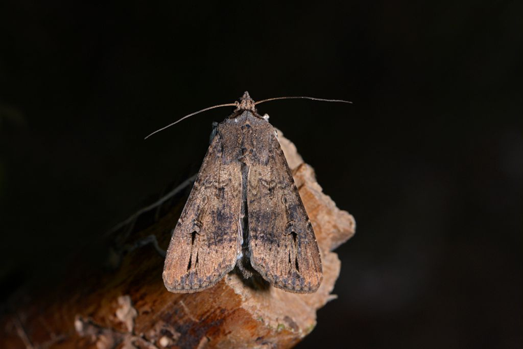 Agrotis ipsilon &copy; Jean Raillot