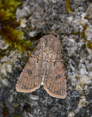 Agrotis segetum &copy; Jean Raillot