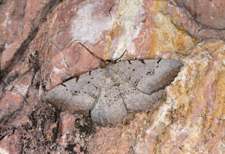 Agrotis trux &copy; Jean Raillot