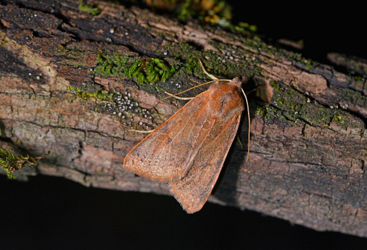 Anchoscelis helvola &copy; Jean Raillot